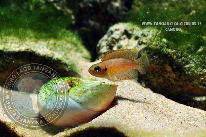 Neolamprologus brevis 'Ikola'